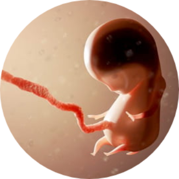 Abortion Images